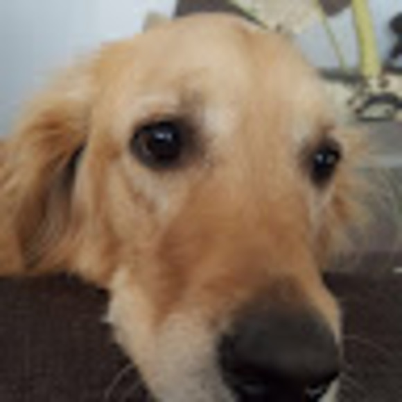 Meet your Posher, Lawrence - Picture 1 of 1